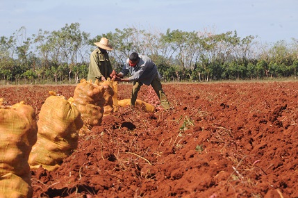 El año 2019 resultó tenso para la agricultura, pues se afectó el acceso a fertilizantes y combustible, lo cual también perjudicó a la Cuba-México / Foto: Otoniel Márquez