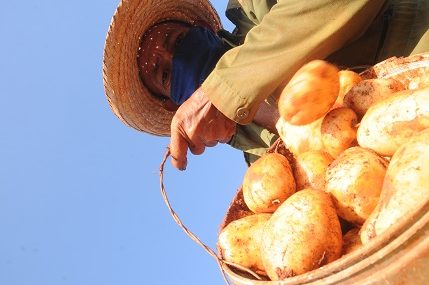 La CPA Cuba-México tiene a su encargo el cultivo de la papa, prioritaria para el país / Foto: Otoniel Márquez