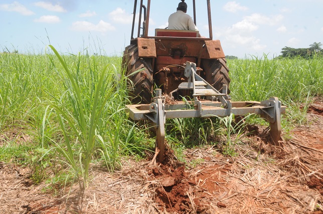 Los campesinos de esta CCS quieren cultivar mayores extensiones, de caña y de otros alimentos / Foto: Otoniel Márquez