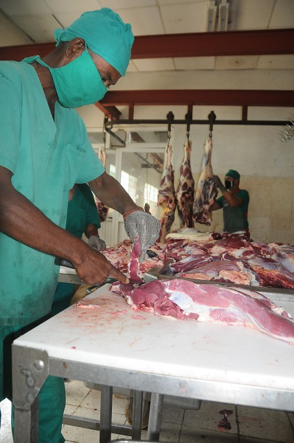 EL COSTO de los seis animales en pie hubiera sido de 48 000 pesos, mas obtuvo unos 80 000 pesos en cinco animales, pues donó un toro y se quedó con unas 80 libras. / Foto: Otoniel Márquez