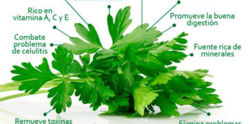 beneficios del perejil