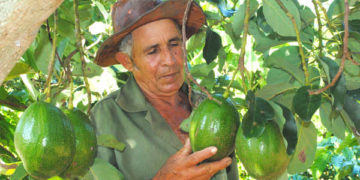 Podemos autoabastecernos, pero ¡hay que trabajar!