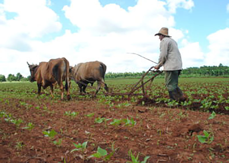 encuentran en la fuerza animal soluciones apropiadas para las labores agrícolas, o como transporte