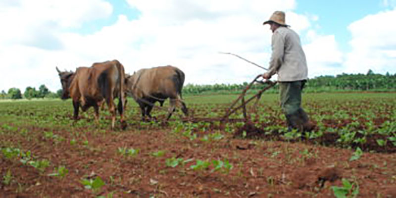encuentran en la fuerza animal soluciones apropiadas para las labores agrícolas, o como transporte