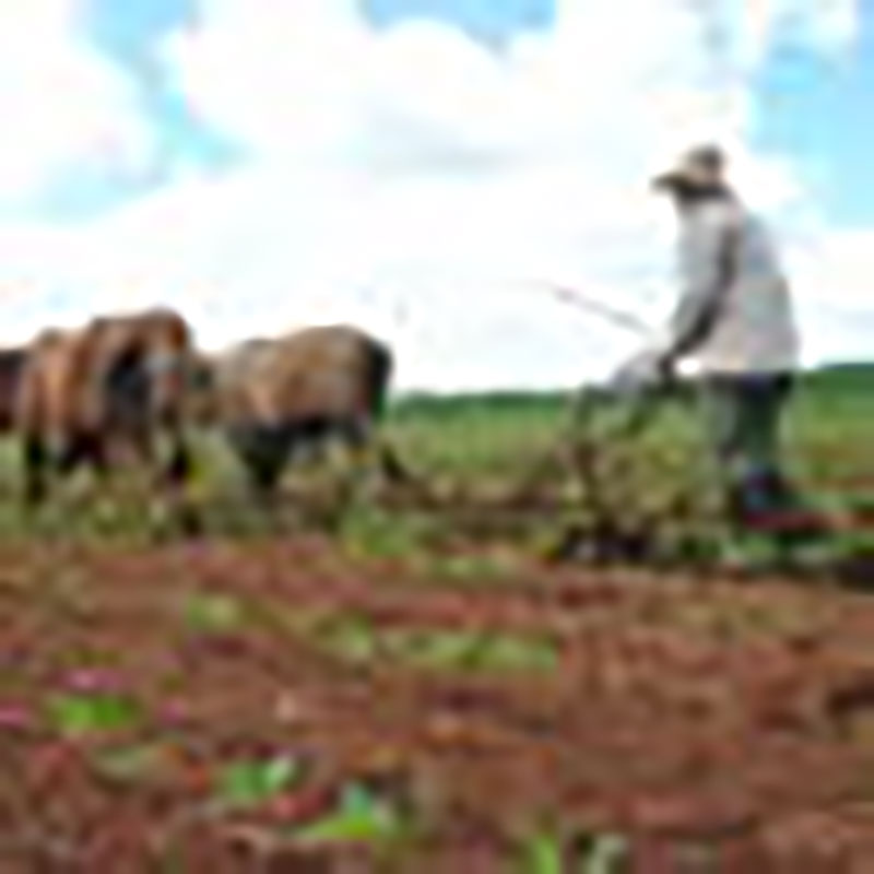 encuentran en la fuerza animal soluciones apropiadas para las labores agrícolas, o como transporte