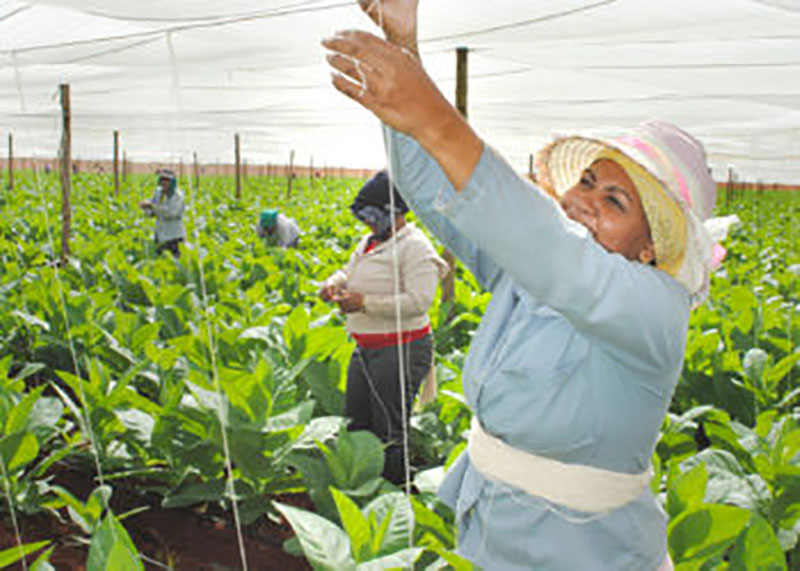 El tabaco mejor del mundo también se planta en Alquízar