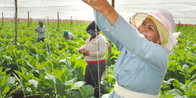 El tabaco mejor del mundo también se planta en Alquízar