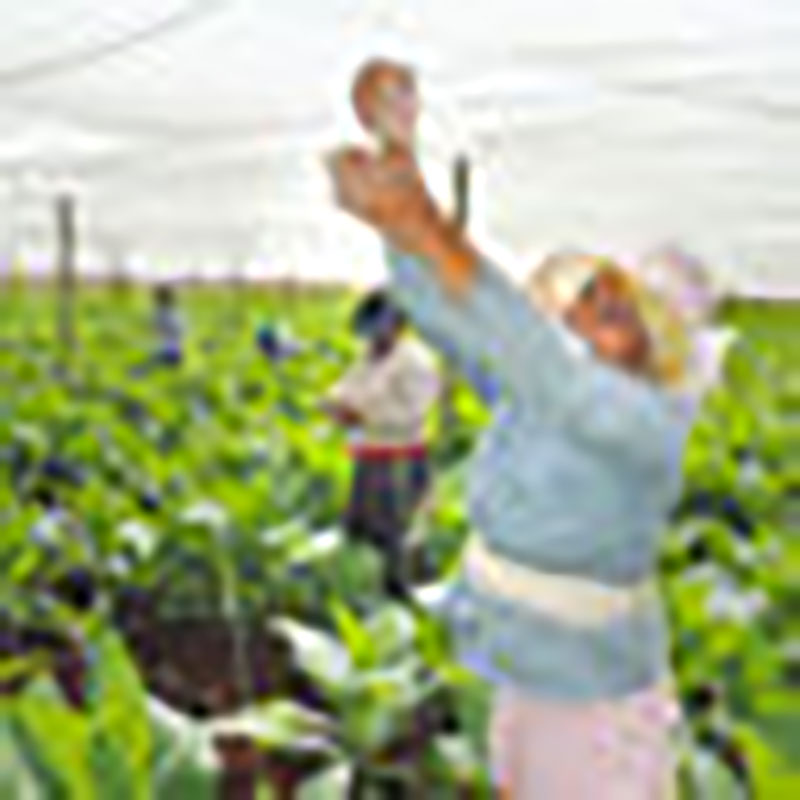 El tabaco mejor del mundo también se planta en Alquízar