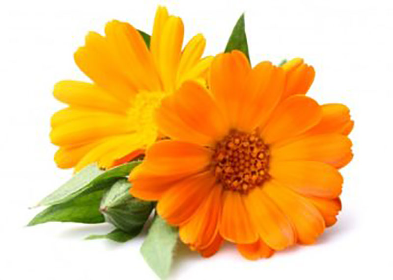 Beneficios de la caléndula para la salud