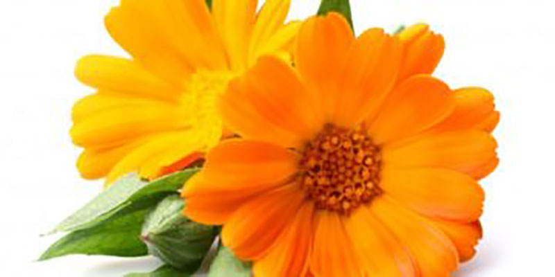 Beneficios de la caléndula para la salud