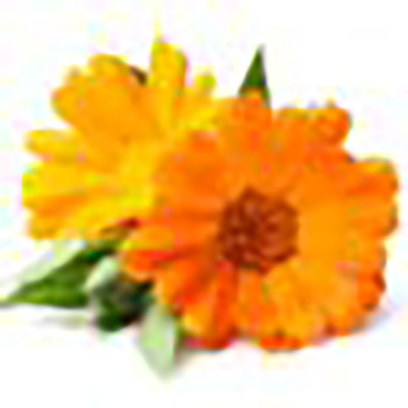 Beneficios de la caléndula para la salud