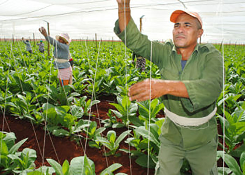 La siembra de tabaco se perfila como la apuesta del futuro