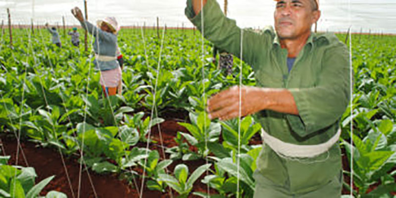 La siembra de tabaco se perfila como la apuesta del futuro