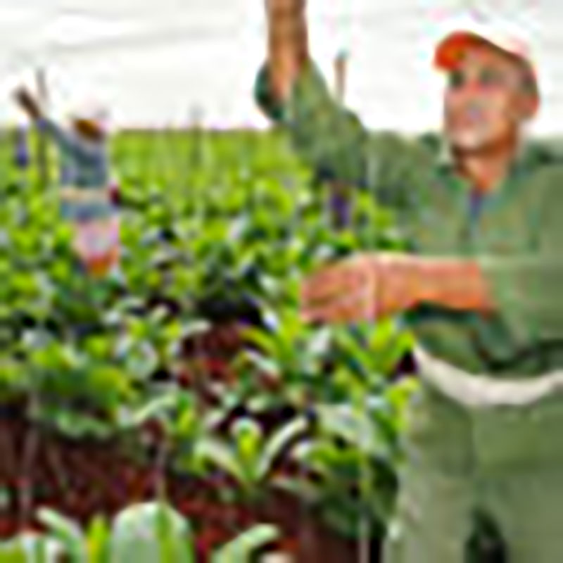 La siembra de tabaco se perfila como la apuesta del futuro