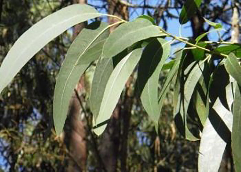 Bondades del eucalipto