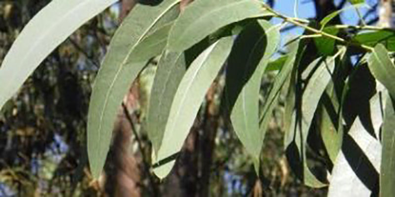 Bondades del eucalipto