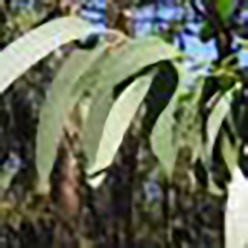 Bondades del eucalipto