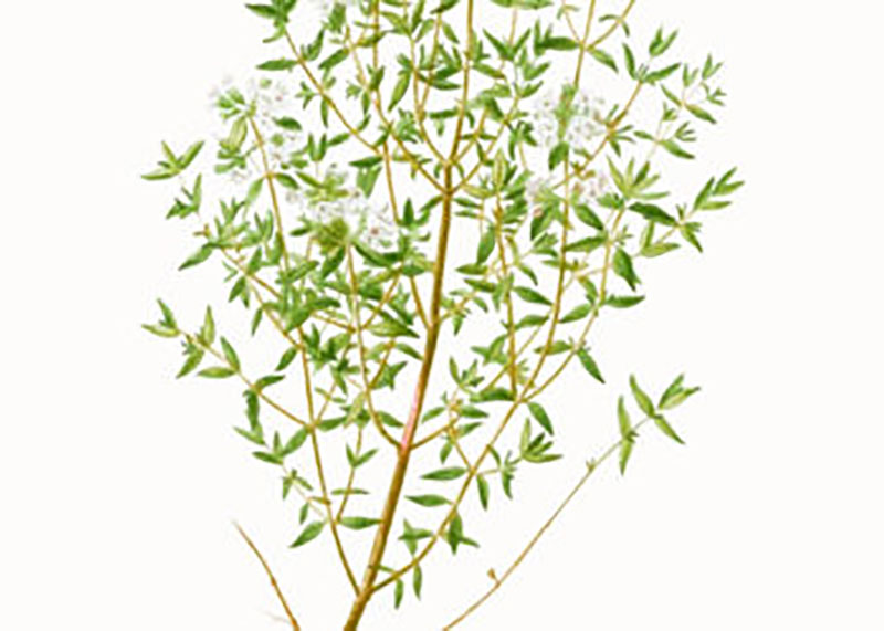 Planta arómatica Tomillo