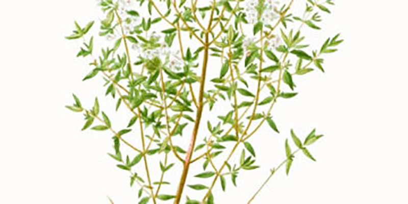 Planta arómatica Tomillo