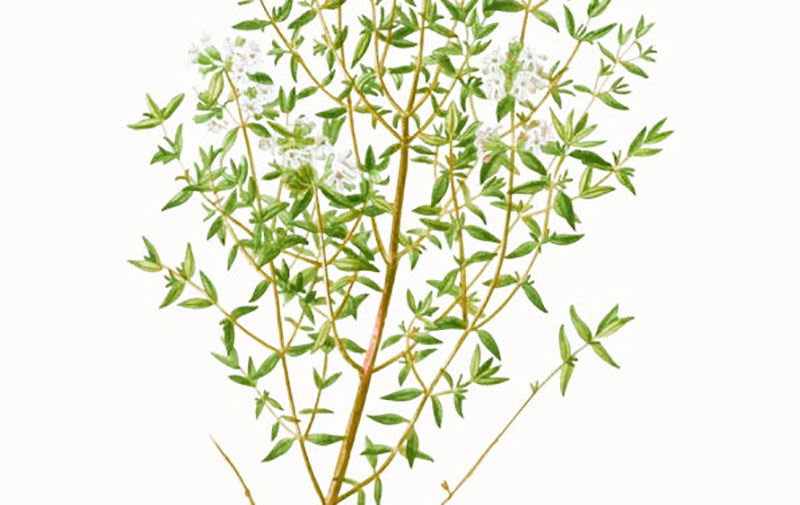 Planta arómatica Tomillo