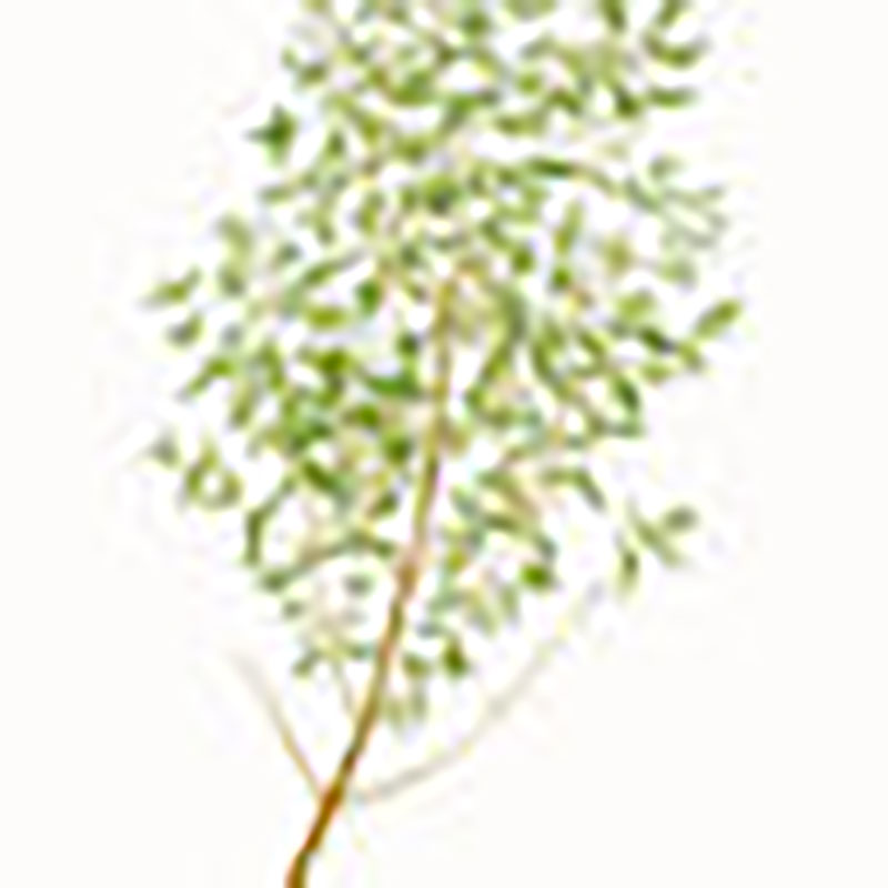 Planta arómatica Tomillo