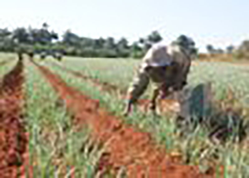 desde-bien-temprano-al-campo.