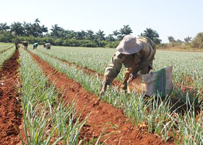 desde-bien-temprano-al-campo.
