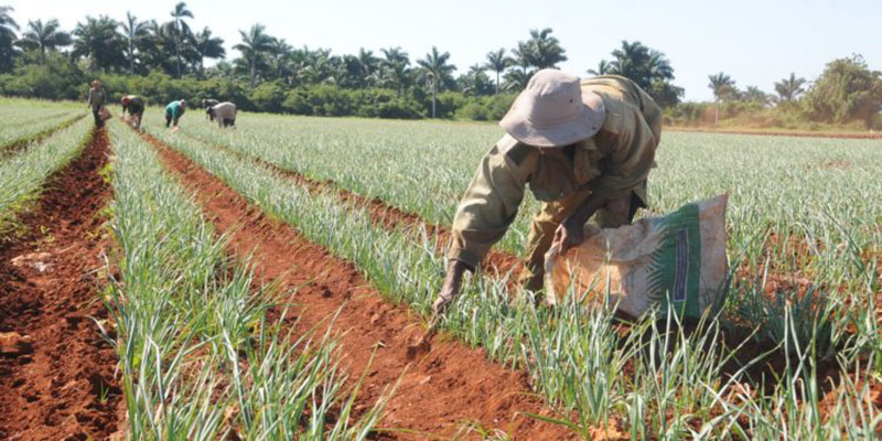 desde-bien-temprano-al-campo.