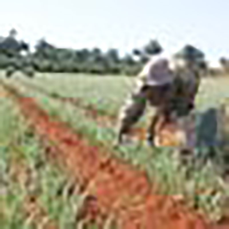 desde-bien-temprano-al-campo.