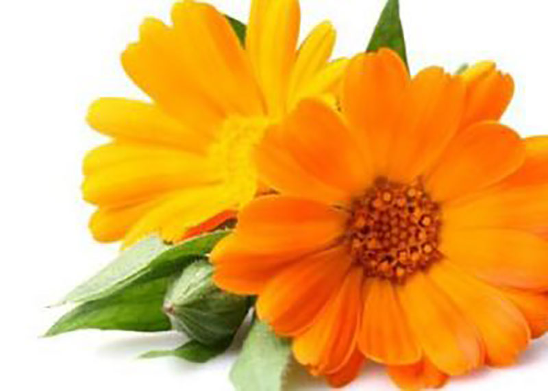 Caléndula o margarita, planta posee diversos usos medicinal, ornamental y gastronómica