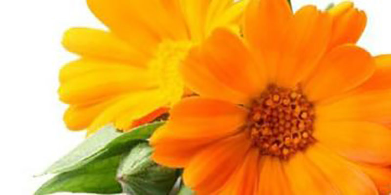 Caléndula o margarita, planta posee diversos usos medicinal, ornamental y gastronómica