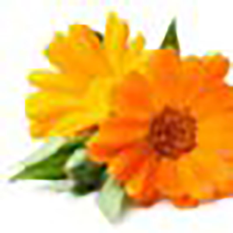 Caléndula o margarita, planta posee diversos usos medicinal, ornamental y gastronómica