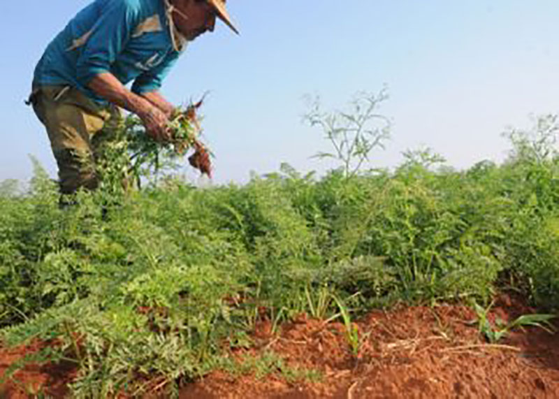 4- Los campesinos se esmeran ante la falta de insumos este año