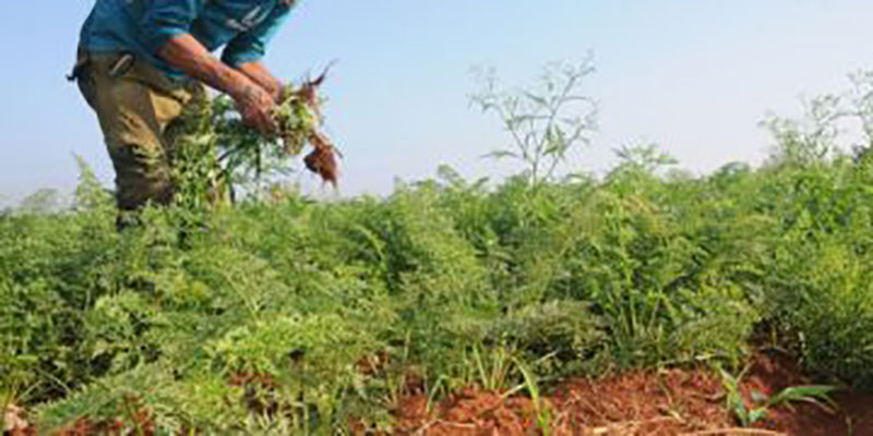 4- Los campesinos se esmeran ante la falta de insumos este año