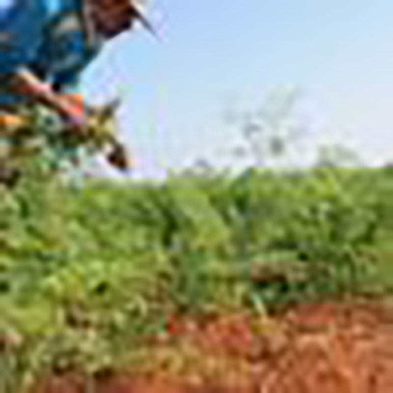 4- Los campesinos se esmeran ante la falta de insumos este año