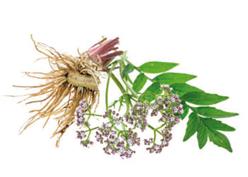 Planta medicinal Valeriana