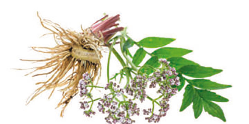 Planta medicinal Valeriana