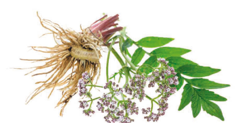 Planta medicinal Valeriana