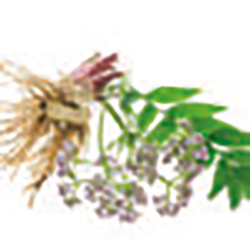 Planta medicinal Valeriana