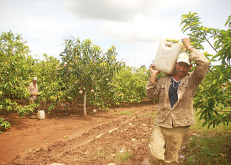 Frutales Minindustrias