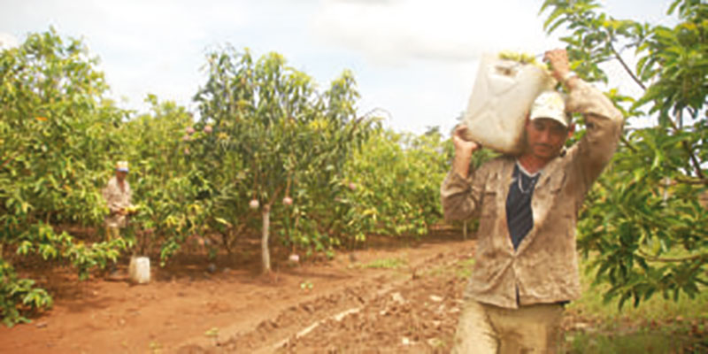 Frutales Minindustrias