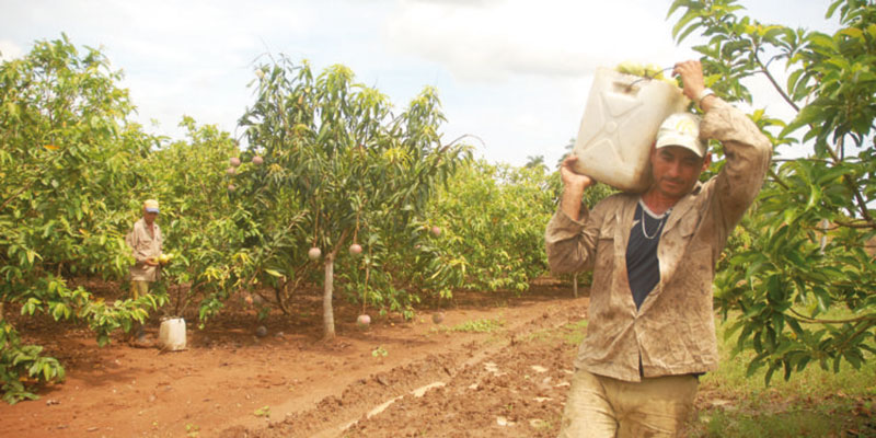 Frutales Minindustrias