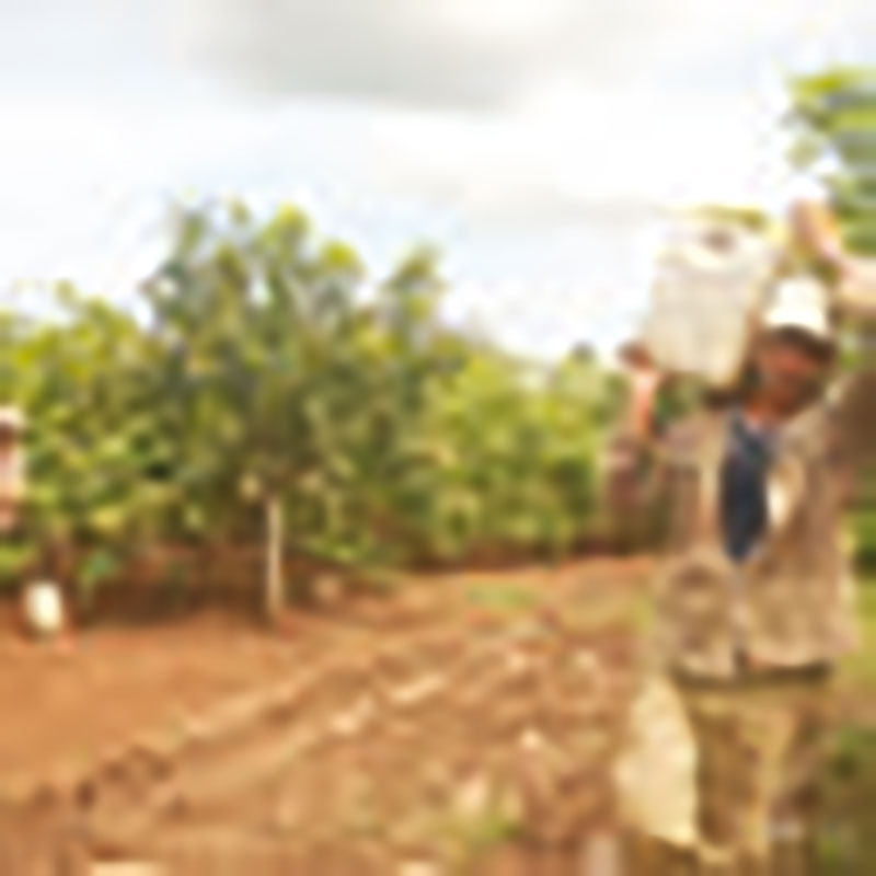 Frutales Minindustrias