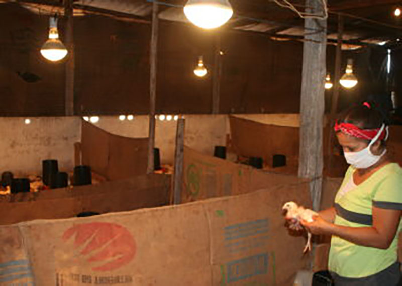 En la cooperativa de producción agropecuaria CPA , del municipio Alquízar Amistad Cuba MÉéxico, finalizan su tercera cría de pollos de ceba