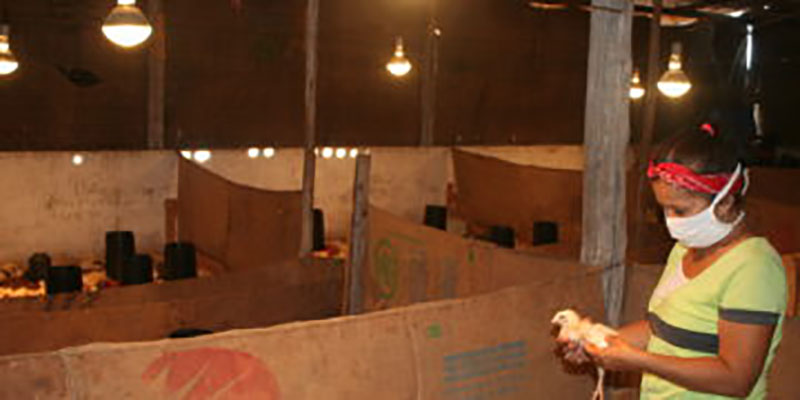 En la cooperativa de producción agropecuaria CPA , del municipio Alquízar Amistad Cuba MÉéxico, finalizan su tercera cría de pollos de ceba