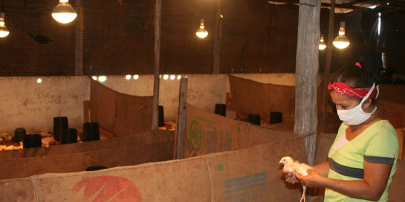 En la cooperativa de producción agropecuaria CPA , del municipio Alquízar Amistad Cuba MÉéxico, finalizan su tercera cría de pollos de ceba