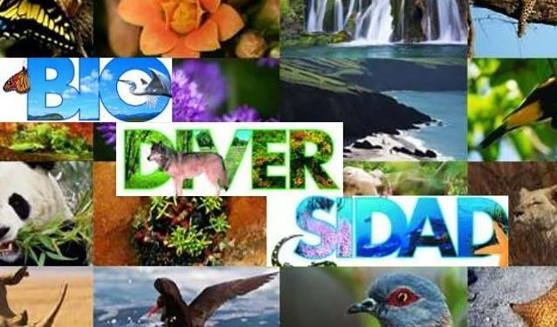 Día mundial de la biodiversidad