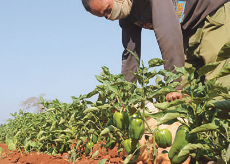 Los campesinos de la CCS Abel Santamaría hacen que la tierra responda a sus cuidados