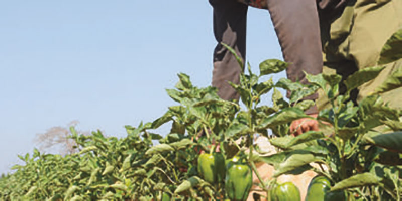 Los campesinos de la CCS Abel Santamaría hacen que la tierra responda a sus cuidados