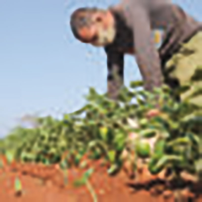 Los campesinos de la CCS Abel Santamaría hacen que la tierra responda a sus cuidados